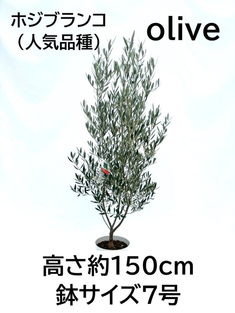 オリーブの木　ホジブランコ　7号　約150cm　NO.853　人気品種　現品掲載