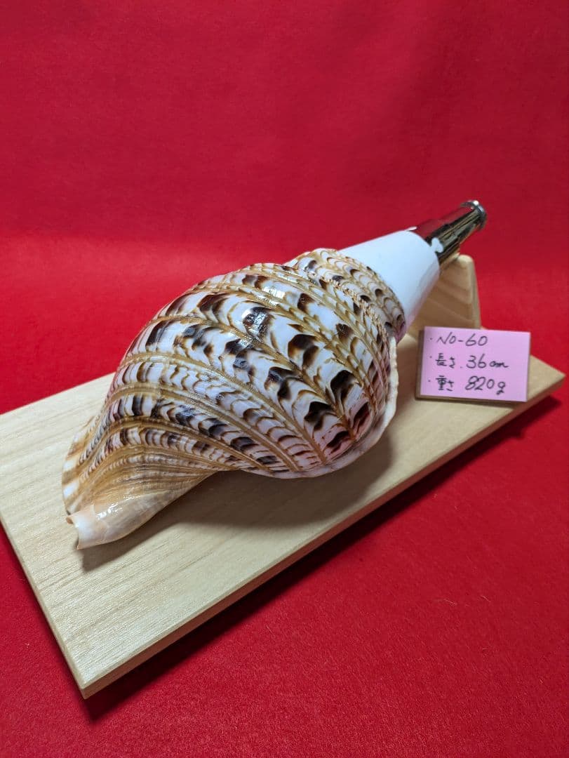 法螺貝ＮＯ−６０ ホラ貝、和楽器、和太鼓、修験道