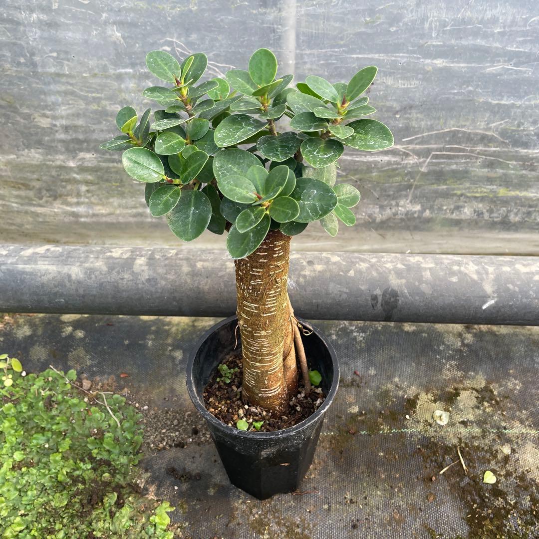 パンダガジュマル　コパンダ接木　３.5号サイズ 園芸ネット本店｜ガジュマル：ミニパンダガジュマル（コパンダ