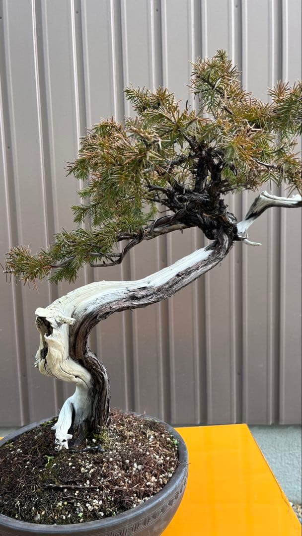 杜松　盆栽