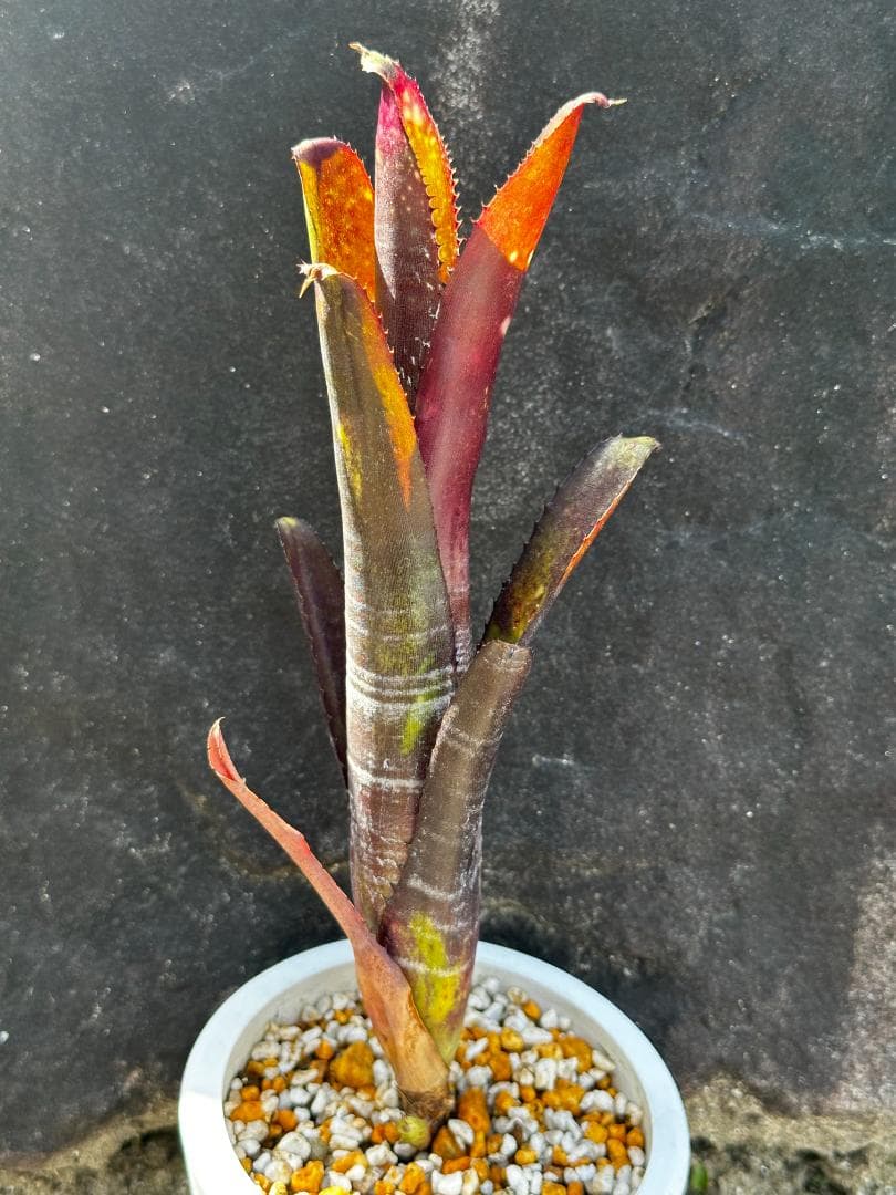 ビルベルギア・ダースベイダー④ 子株付き - メルカリ