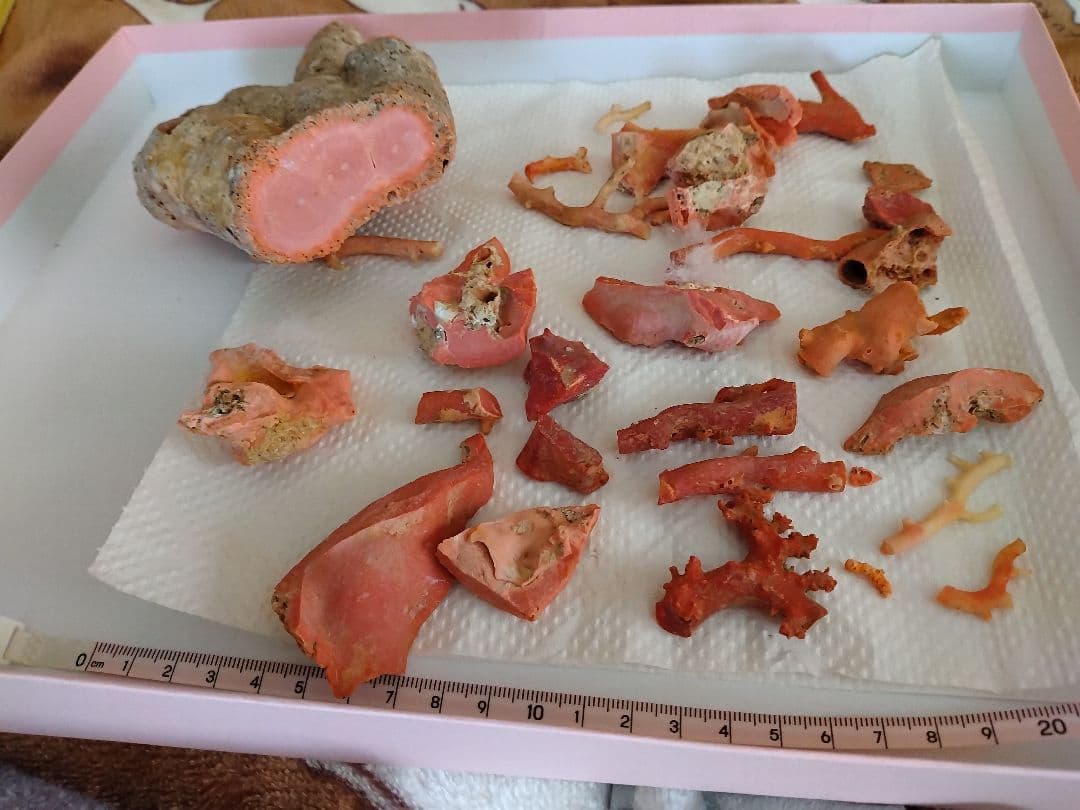 サンゴ原木の自然形状コレクション