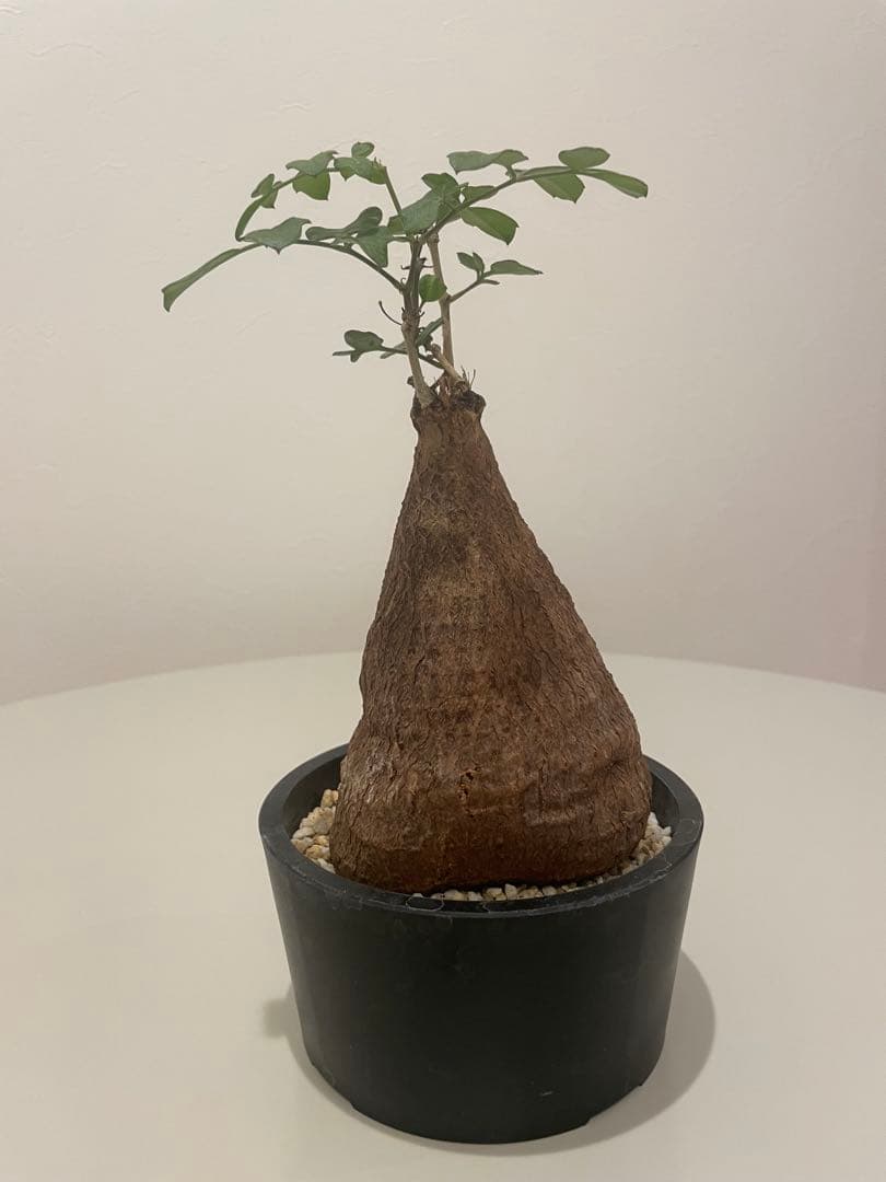 キフォステンマ モンタグナッキー