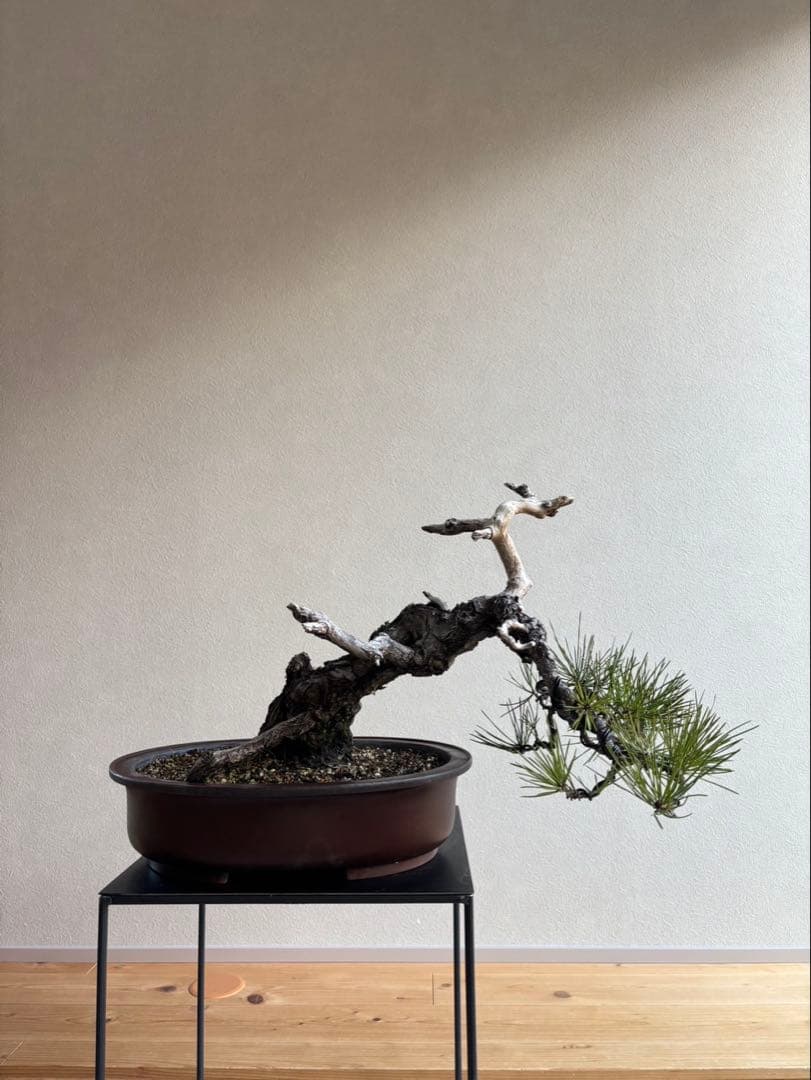 黒松　盆栽　神舎利　樹齢約70年