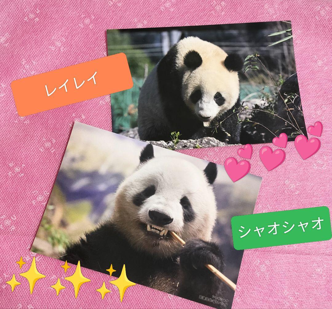 上野動物園 シャオシャオ レイレイ 上野松坂屋 ポストカード パンダ