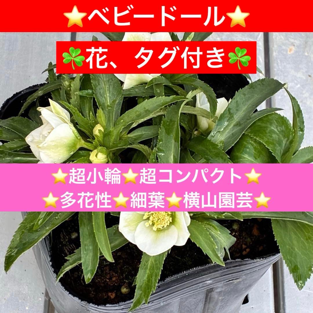 ぴ*ん様 3432☘️花、タグ付き☘️ベビードール⭐️超小輪⭐️超コンパクト⭐️