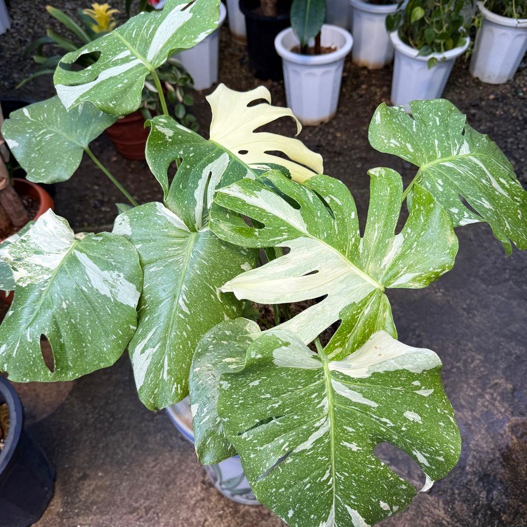 【特大極上苗】モンステラ 斑入り タイコンステレーション クリームブリュレ 2鉢