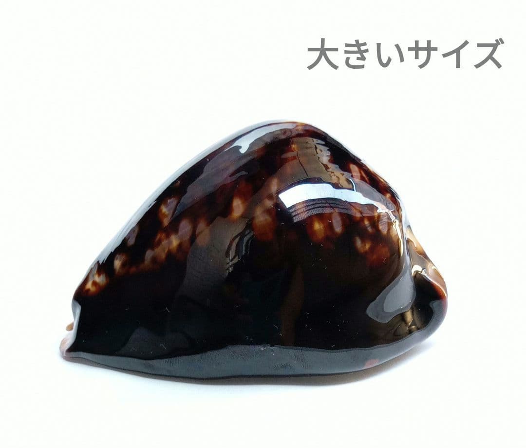 【希少　1点限定　過去最大殻高】殻高ハチジョウダカラ　標本　貝殻　タカラガイ