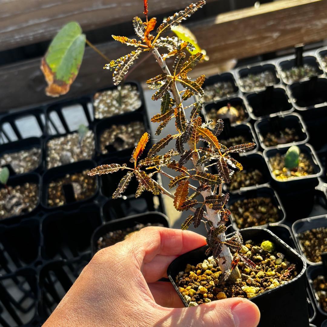 美株 希少 実生 選抜株 ボスウェリア ナナ 塊根 灌木 コーデックス 枝振充実