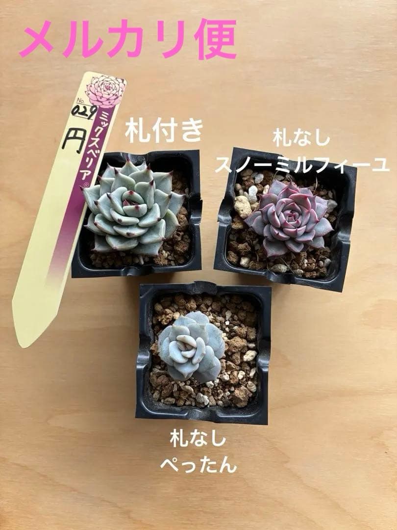 多肉植物 おらいさん苗セット - メルカリ