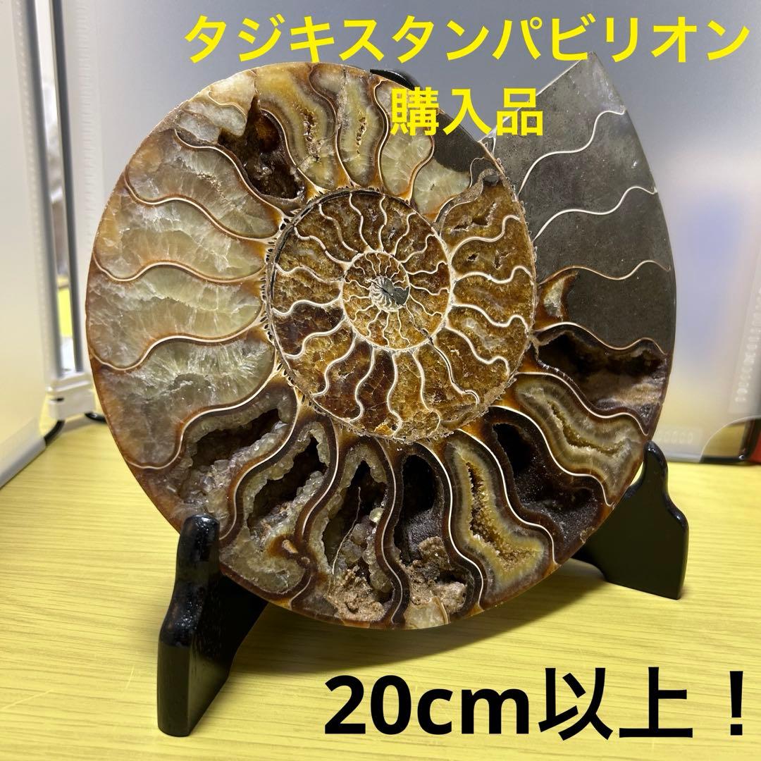 EXPO2025 タジキスタン パビリオン アンモナイト　大阪万博 万博