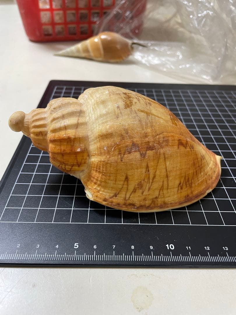 ダンシャクボラ　貝殻　標本 アラレボラ【2.5cm前後】[メール便可-400g] En:Gyrineum natator