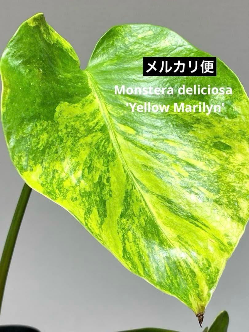 【これは本物です✨】モンステラ　イエローマリリン　黄斑　オーレア　希少　人気‼️
