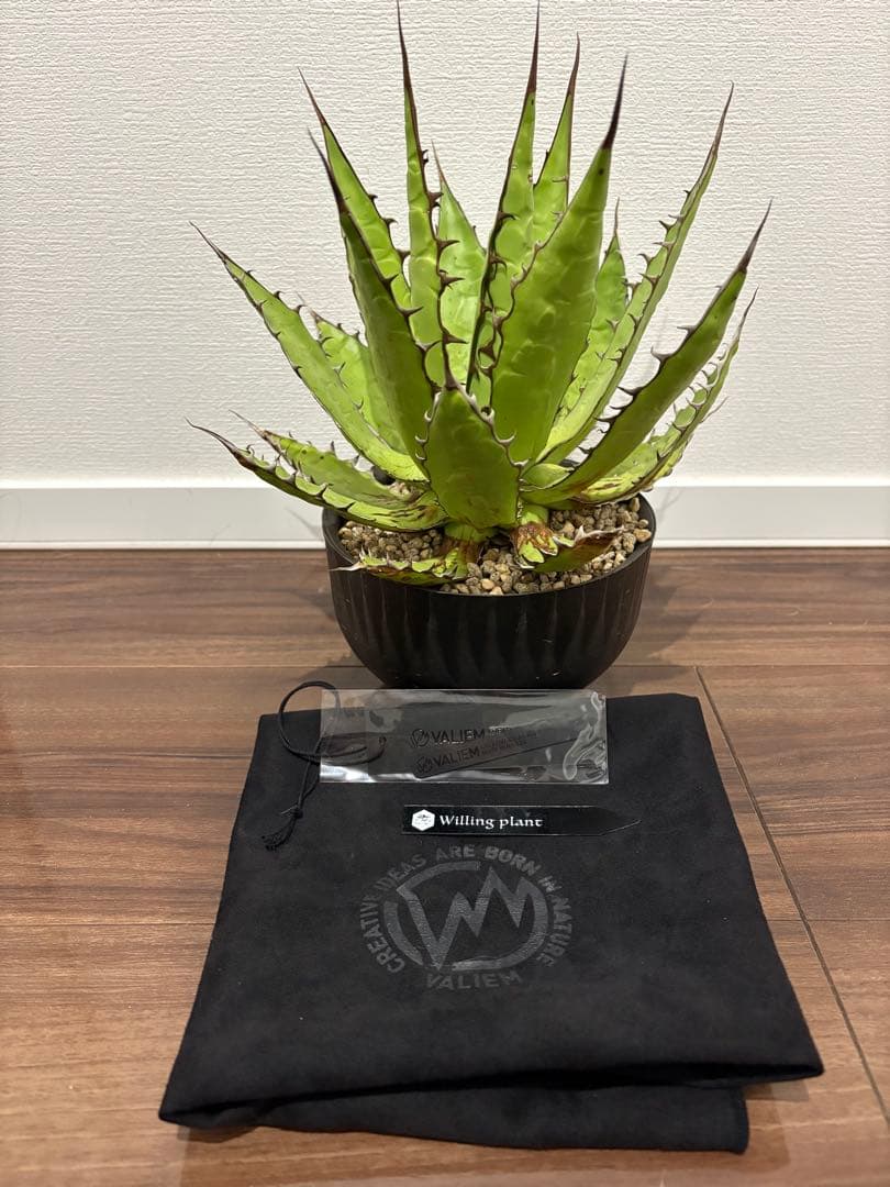 アガベ　ホリダ　valiem鉢付