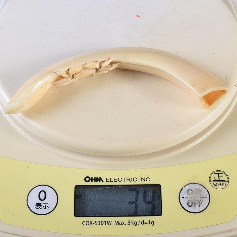 時代提げ物 獣骨 根付 石見根付 蟹文根付 M 8659 - メルカリ