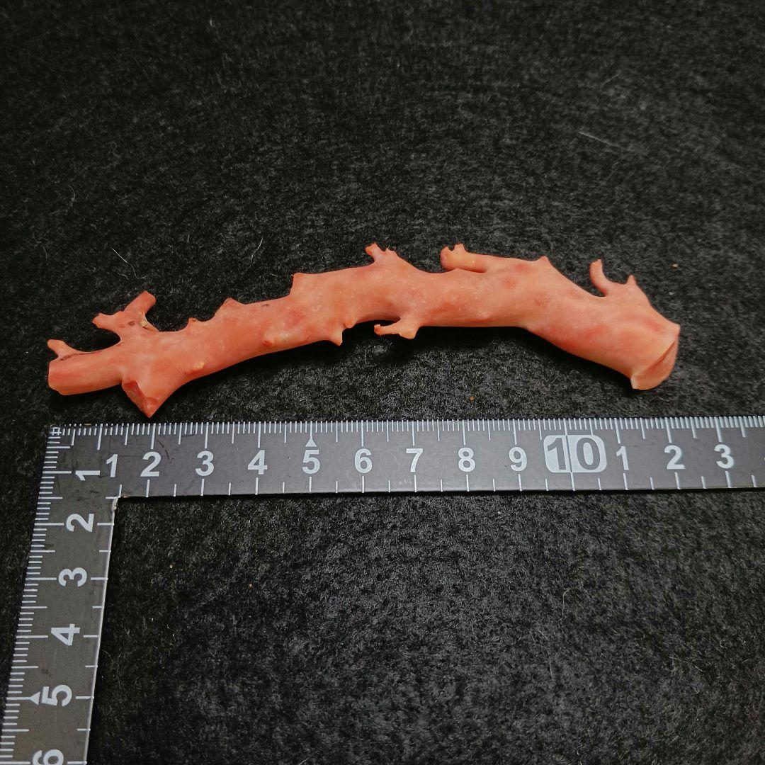 Y2678-4 国産桃色珊瑚原木 珊瑚 総重量32.5g 太軸