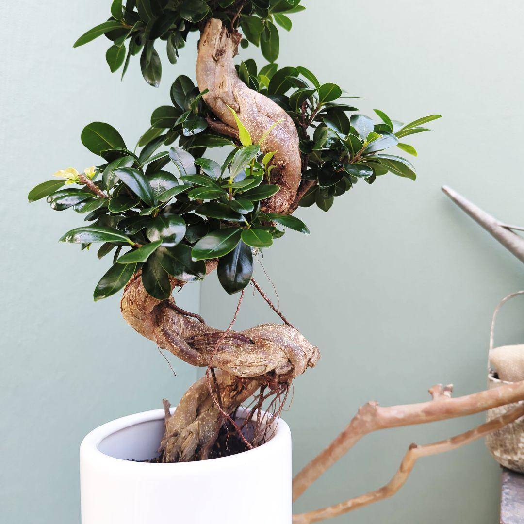 c63amg (現品)昇り龍 曲がり 根上８号