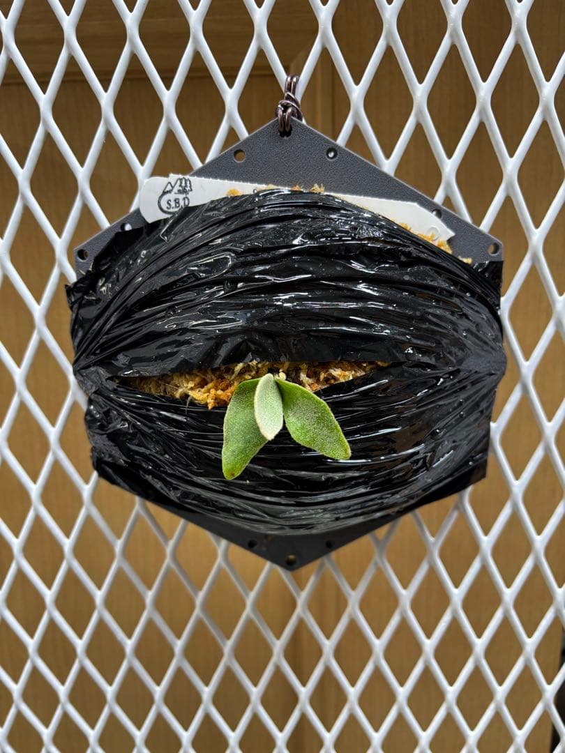 P.Willinckii ''Mew'' sporeling ドワーフ確定 - メルカリ