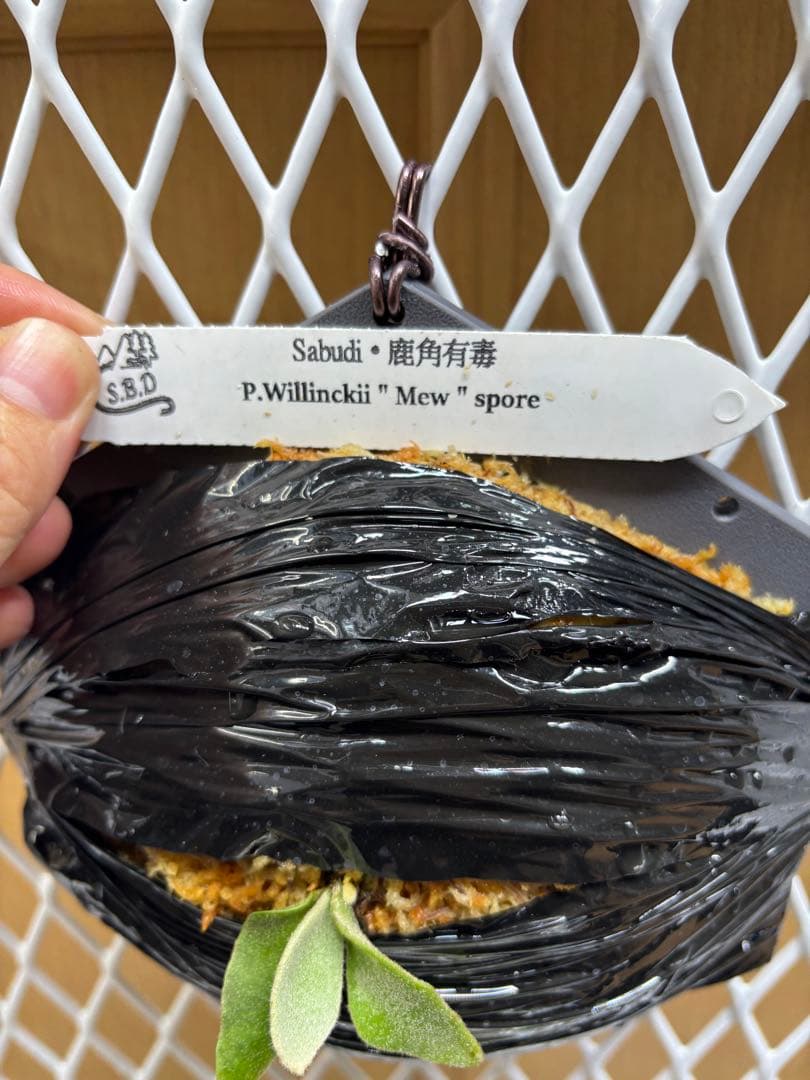 P.Willinckii ''Mew'' sporeling ドワーフ確定 - メルカリ