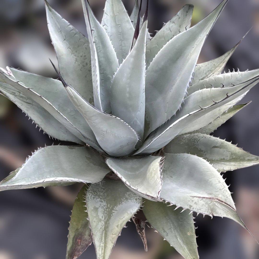 アガベ　地植え　大株　パリー　オバティフォリア　アメリカーナ　ドライガーデン 先日引き取りに行った巨大アメリカーナさん 掘り上げ直後は根に