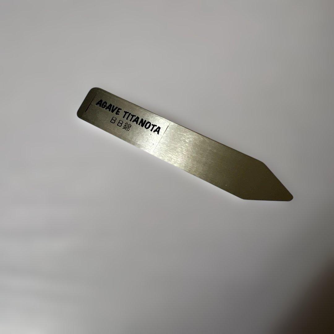 アガベ 鉢植発送 BB錦 斑入り 極上血統 希少株 スペシャル個体 超