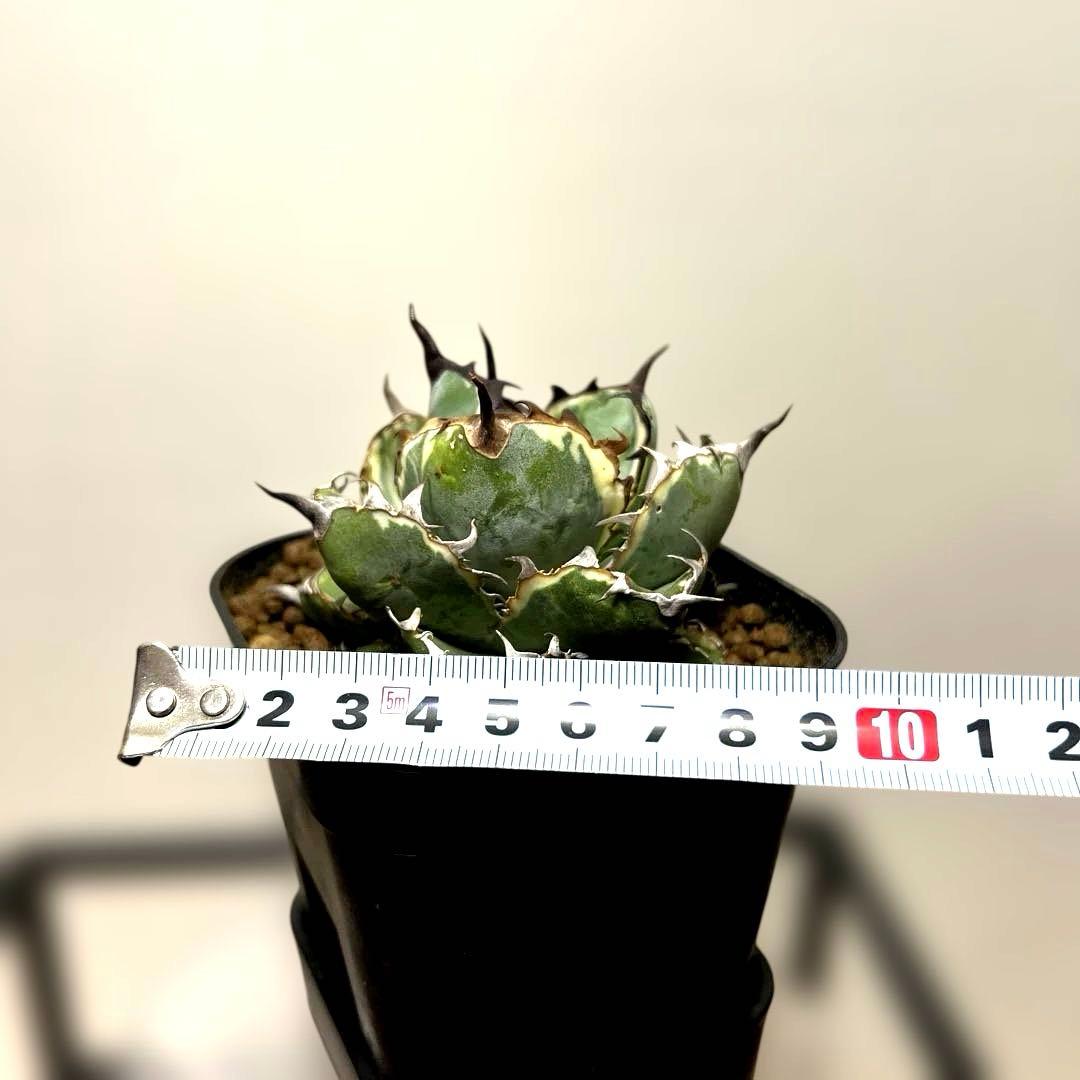 アガベ 鉢植発送 BB錦 斑入り 極上血統 希少株 スペシャル個体 超