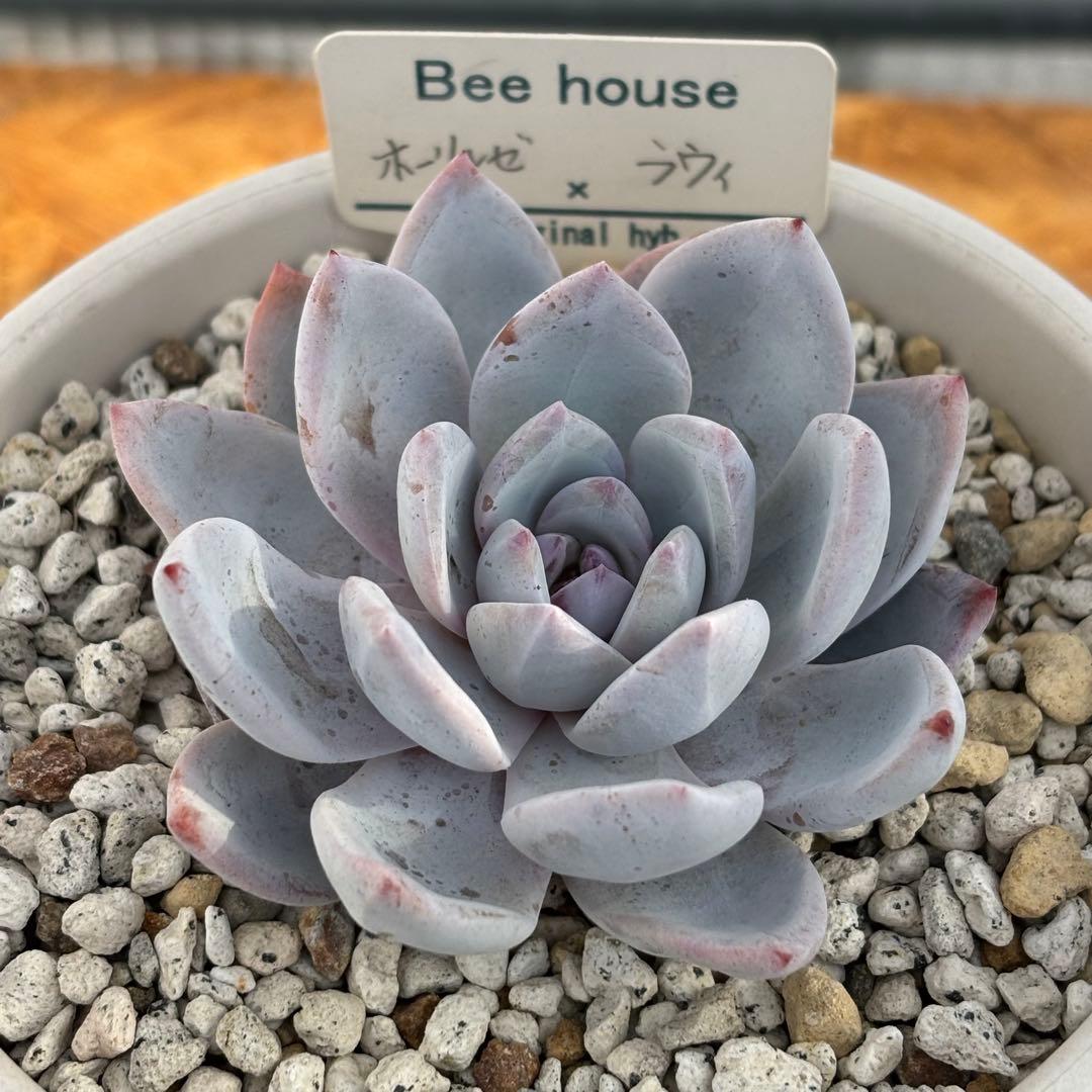 6.【札付き】ホーリンゼ×ラウィ Beehouse 多肉植物 エケベリア