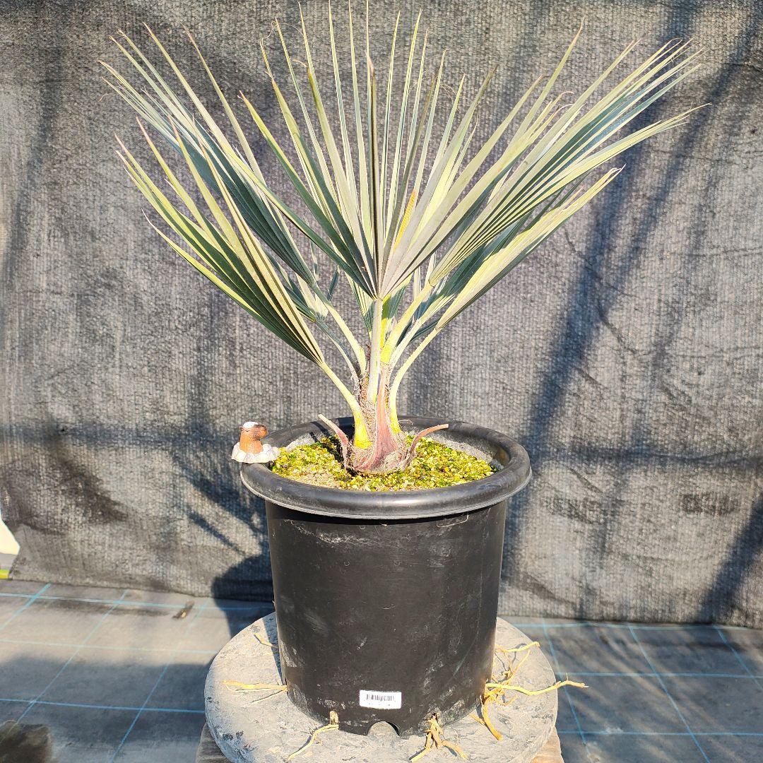 ブラヘア アルマータ