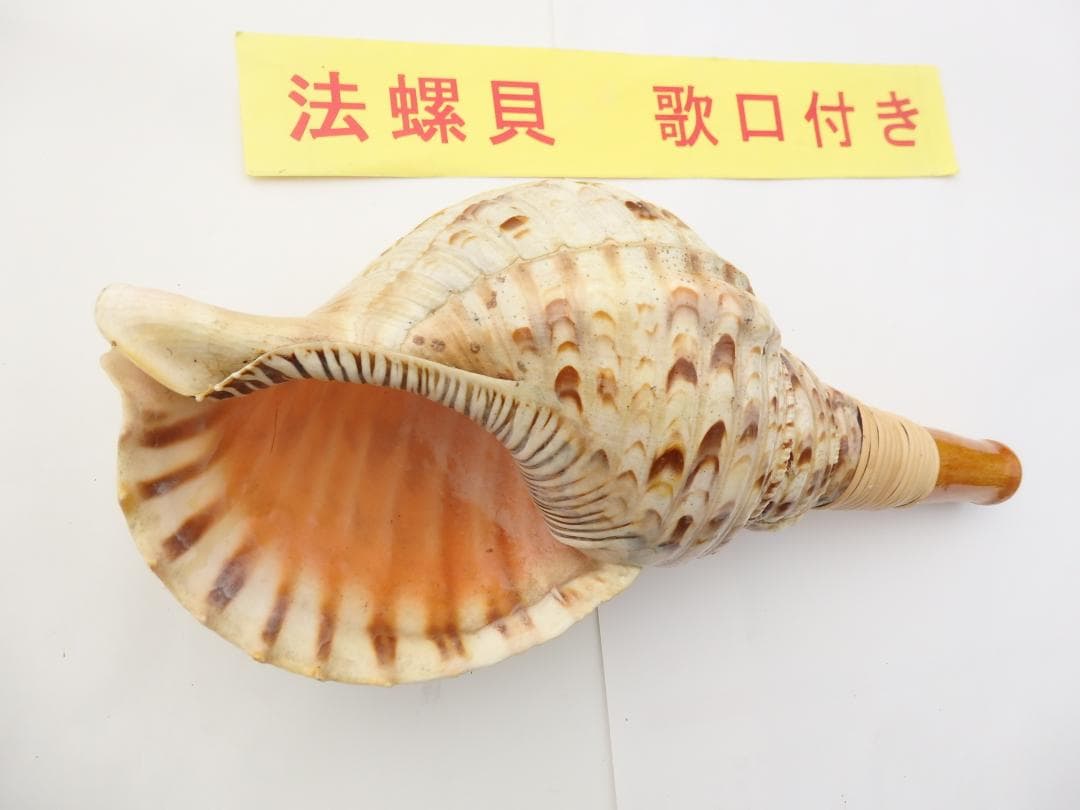 専用　法螺貝 約32㎝ 木製歌口,赤紐付き新品 MH-454