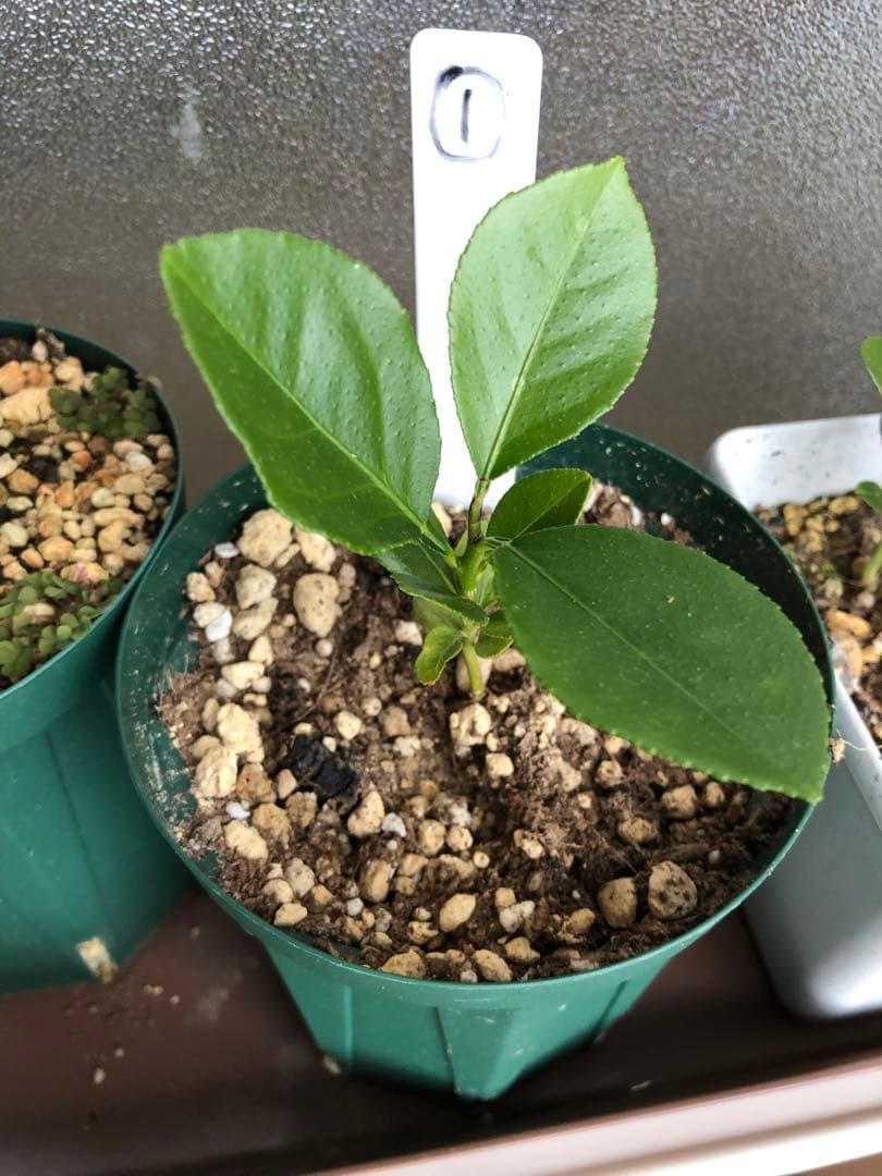 レモン苗木 実生苗 ① - メルカリ