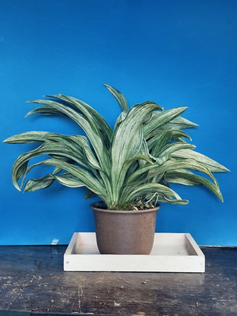 万年青 (根岸の松の実生) おもと 実生 ⑳