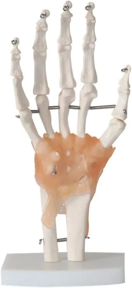 ❣️１点限り❣️人間の手の関節と靭帯の模型　人体模型　教育モデル　解剖学　学校