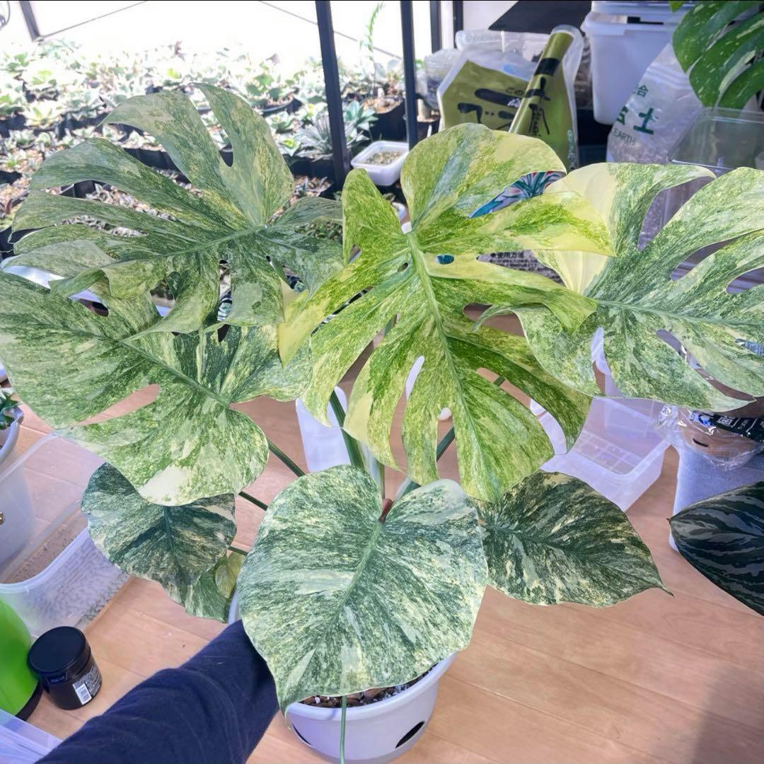 モンステラ デリシオーサ グリーンスノー - メルカリ