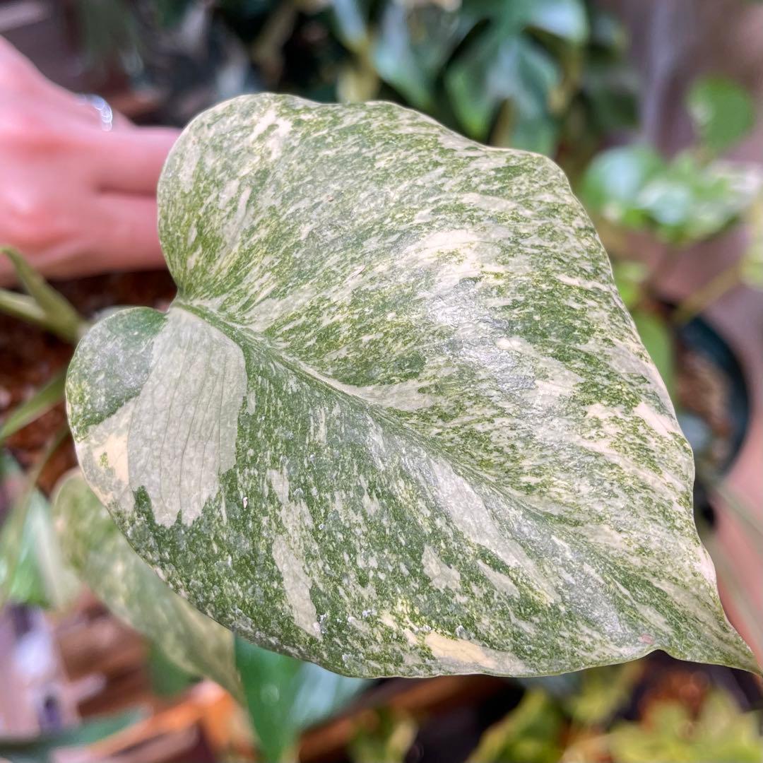 モンステラ デリシオーサ グリーンスノー - メルカリ