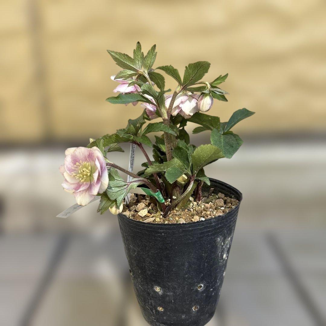 いろはhyb dd 大木ナーサリー クリスマスローズ タグ付き 現品 開花株