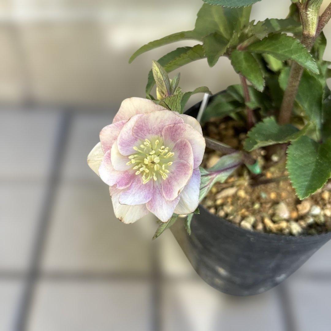 いろはhyb dd 大木ナーサリー クリスマスローズ タグ付き 現品 開花株