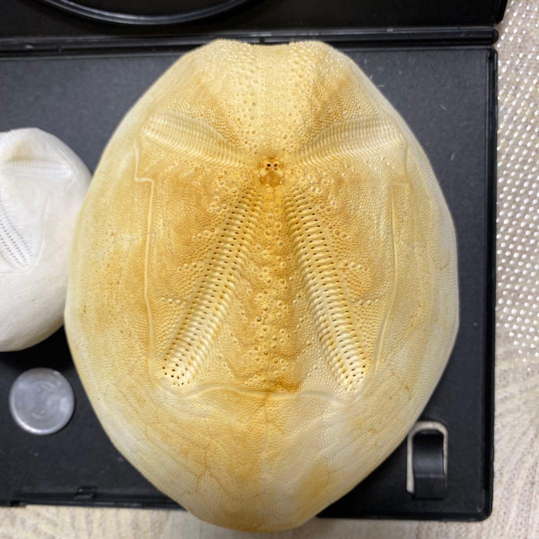 ライオンブンブク ライオネスブンブク ウニ標本 ウニ殻標本 標本