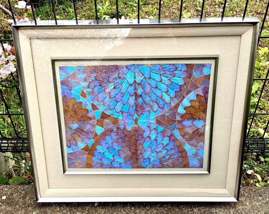 レア【美品】モルフォ蝶 額入り 蝶額 アート 希少 昆虫モルフォ蝶