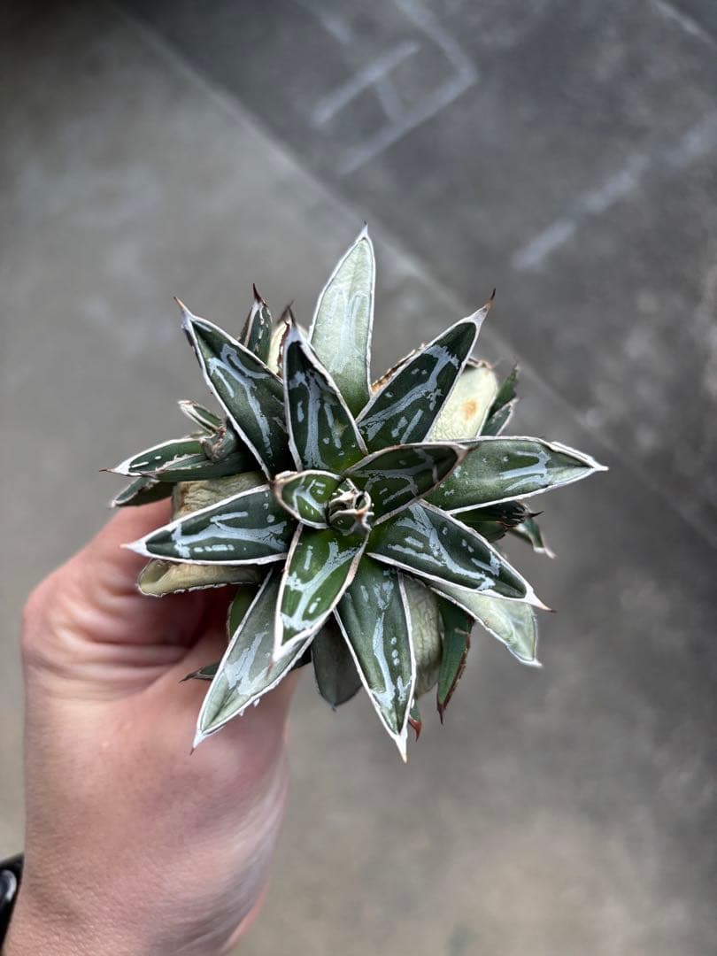 アガベ　姫笹の雪　白外斑入　極上株　子株4株付き