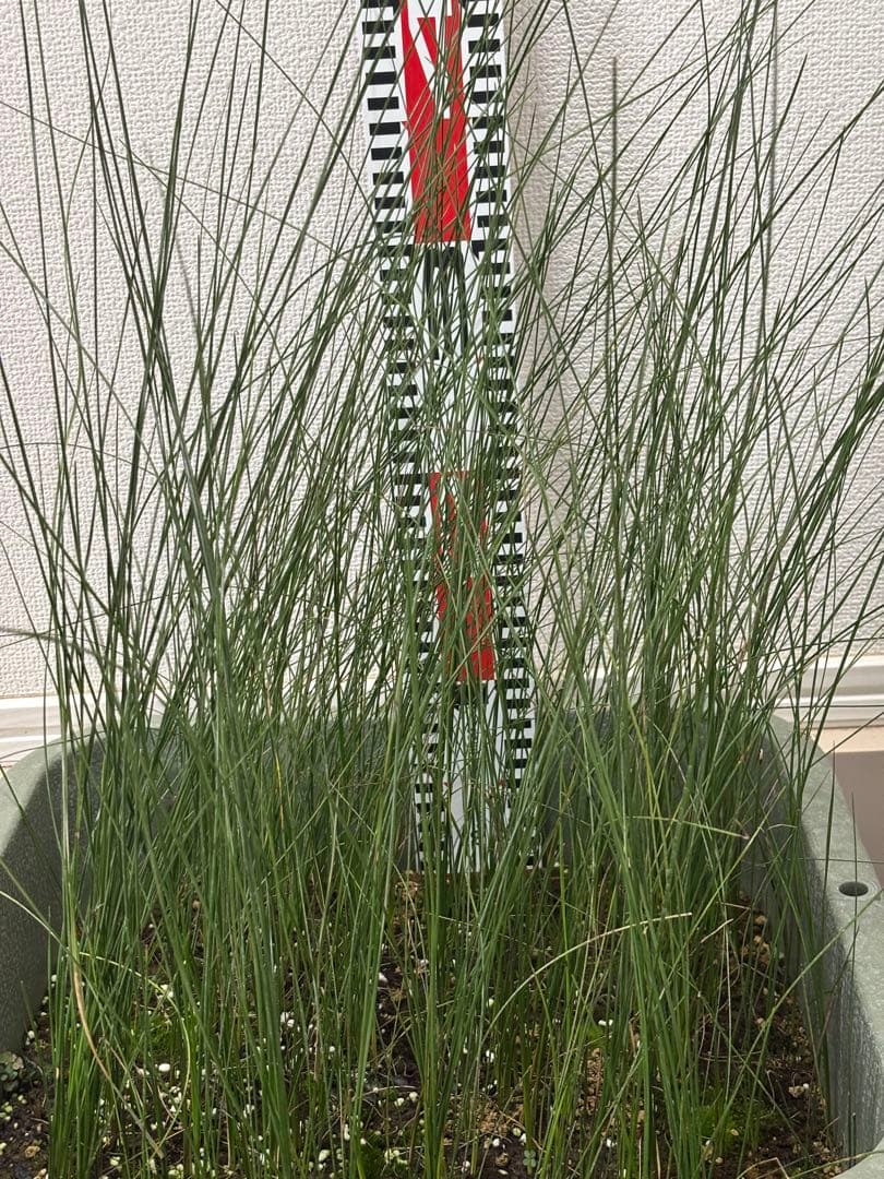 アオイトキさん専用　コスパ最強★極上クサントロエア・プレイシー /