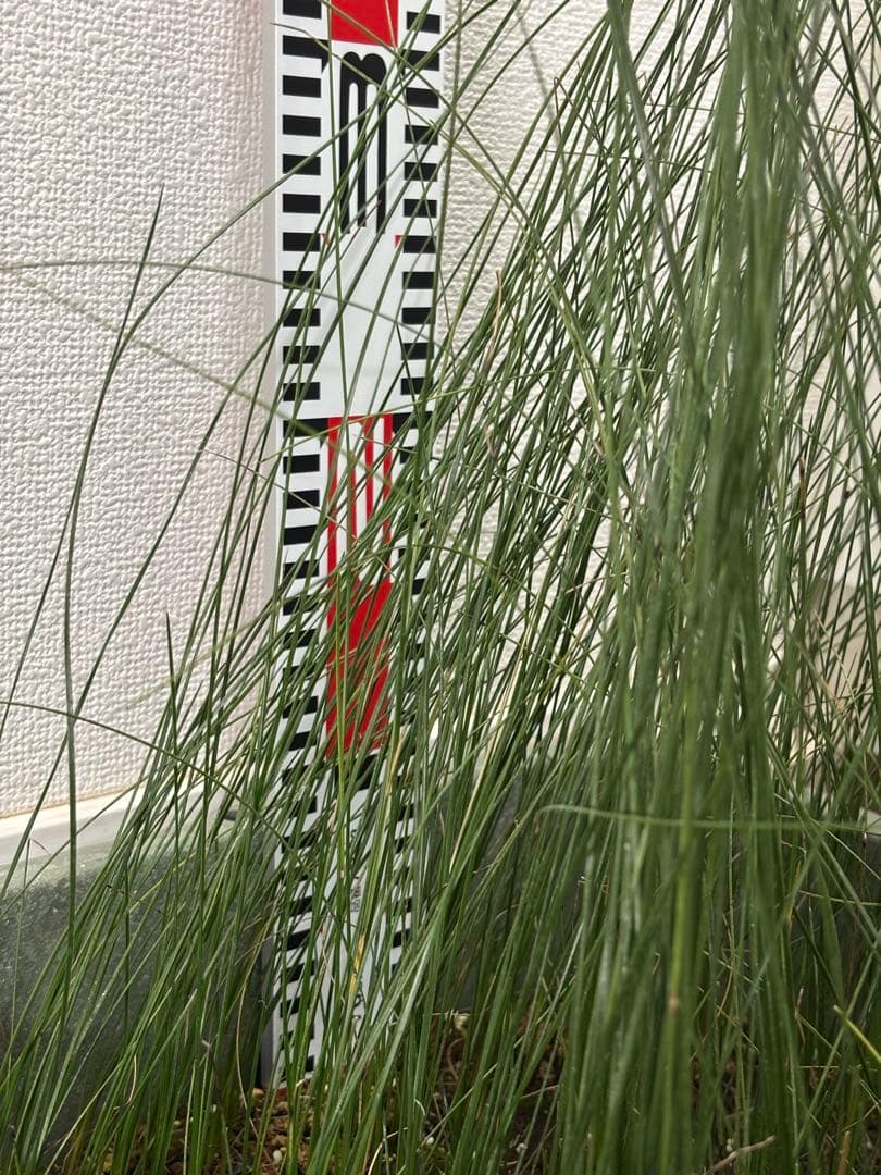 アオイトキさん専用　コスパ最強★極上クサントロエア・プレイシー /