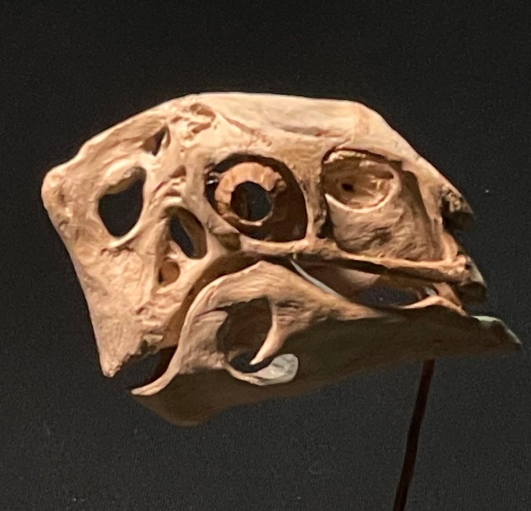 木彫　恐竜　Oviraptor（Citipati)　頭骨模型 7cm