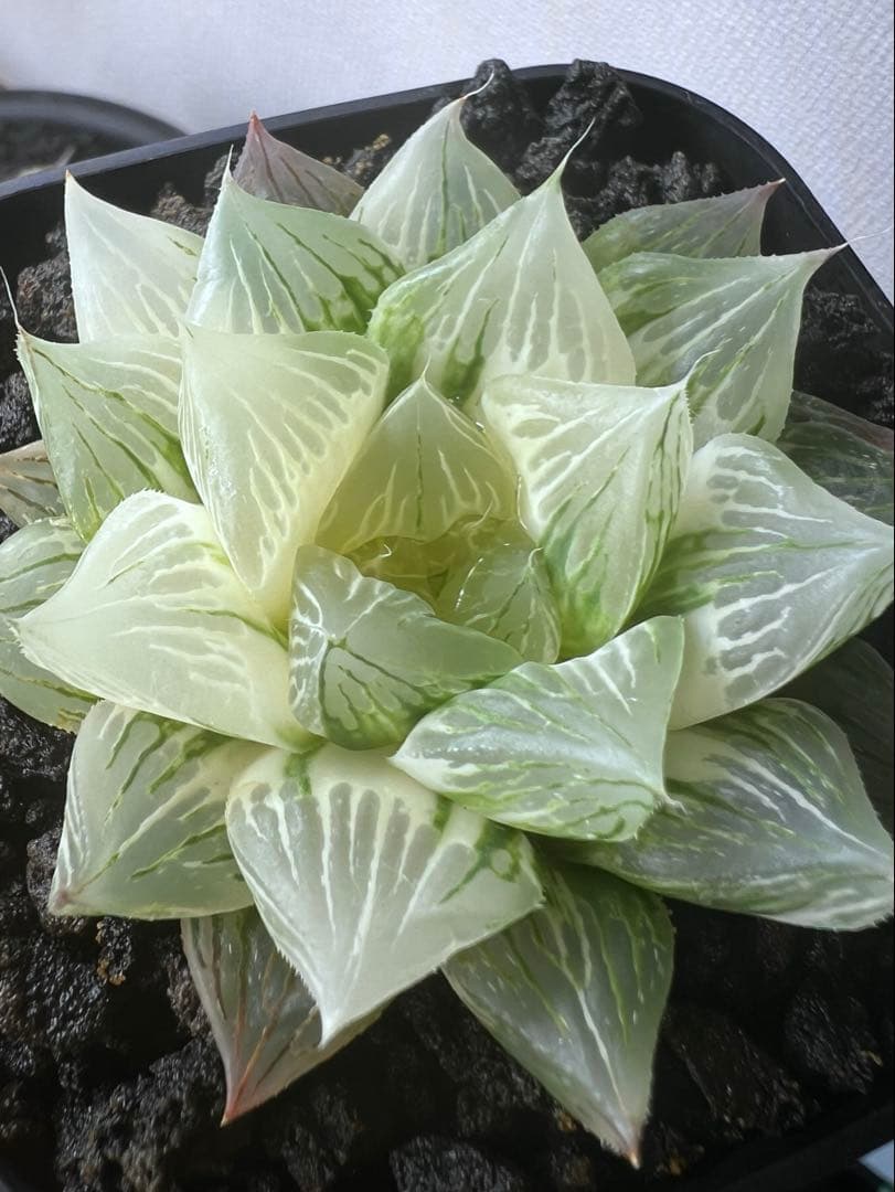 ハオルチア 青蛇伝 カット苗 （白蛇伝） その③ - メルカリ