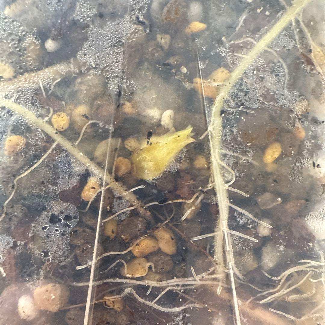 福*井様 希少 アロカシア ブラックサタンピンクボーン 芋 - メルカリ