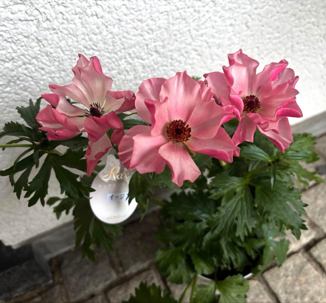 希少】ラナンキュラスラックス イージス 5号 正規品 - メルカリ