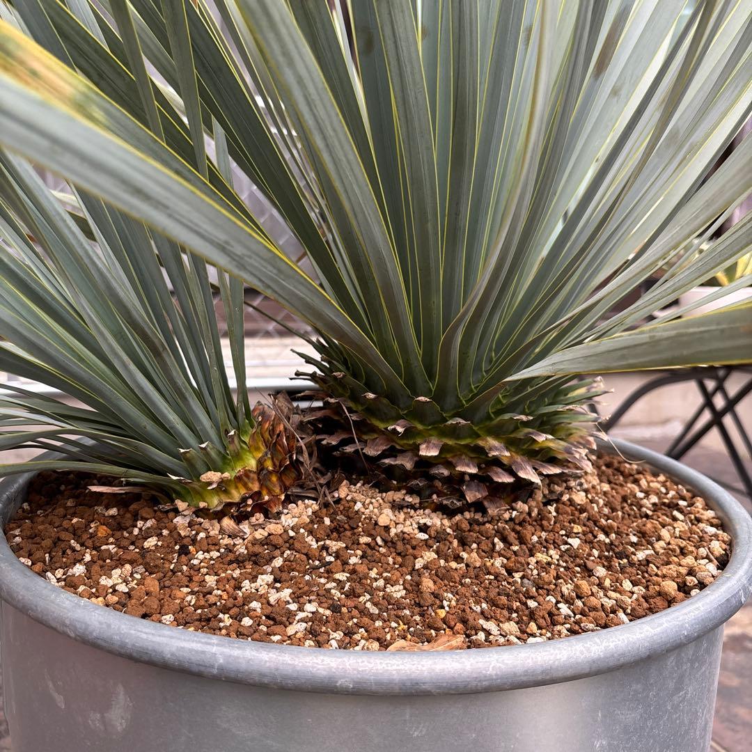 ユッカ ロストラータ幹太 希少なダブルヘッド シルバーブルー大株