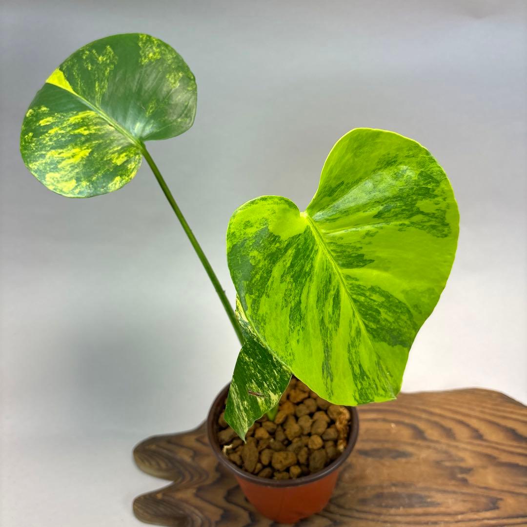 N*5様 モンステラデリシオーサ イエローマリリン lsw006 - メルカリ