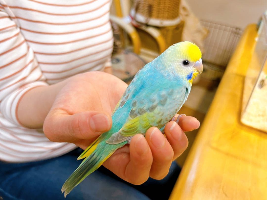 ✻ そらちゃん 確認用写真 ✻