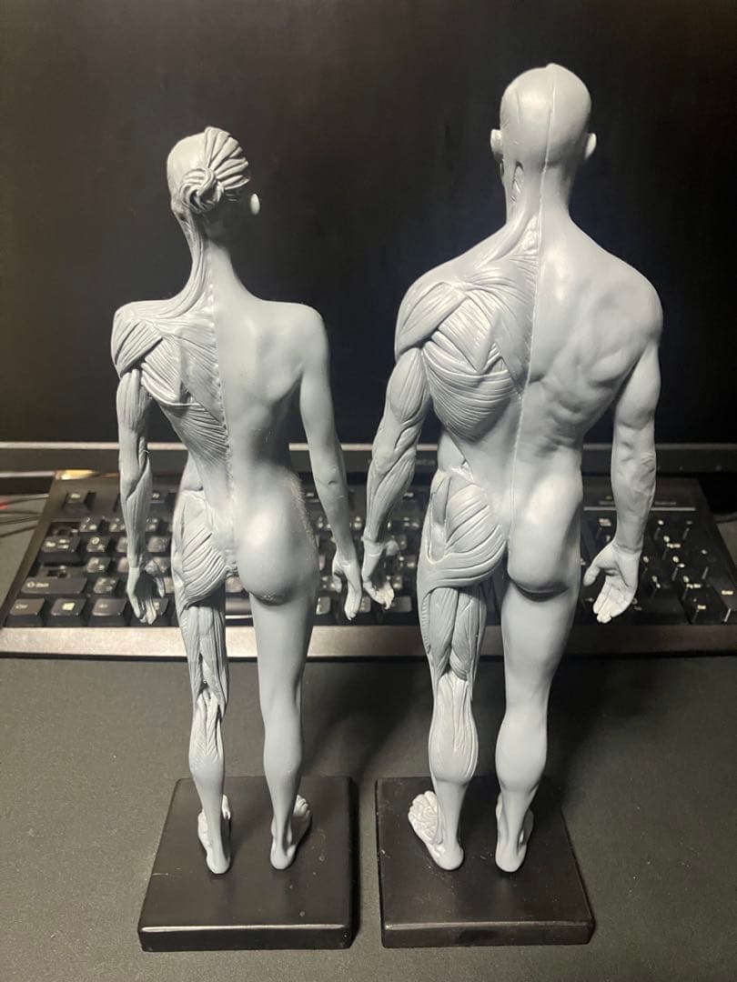 【要説明】男女二体セット•アナトミーフィギュア