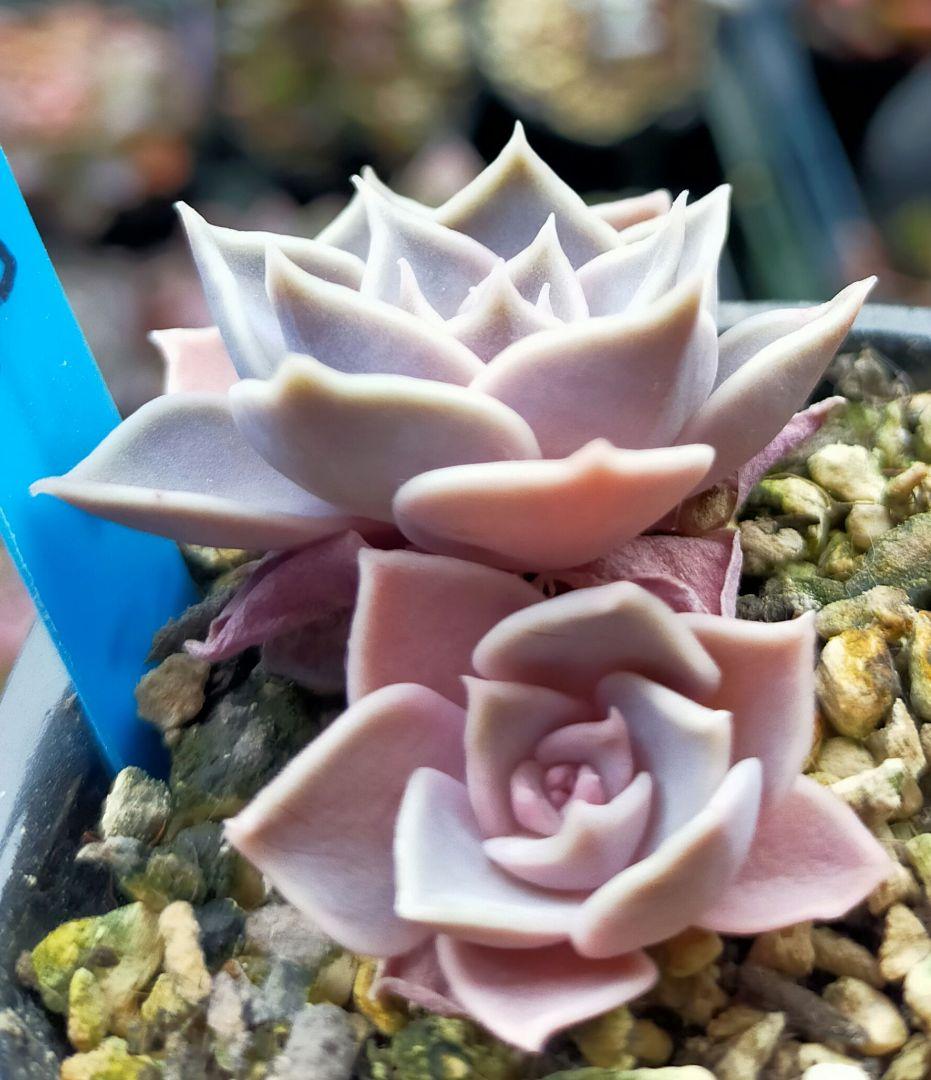 ② 藤紫 ミックスベリア おらいさん 土付き発送 多肉 - メルカリ